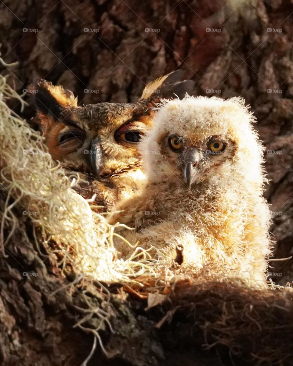Baby Owl with Mom