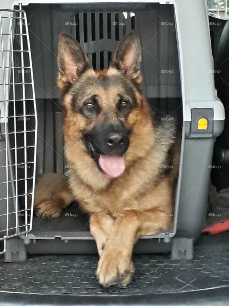 my dog Iago ready for trip