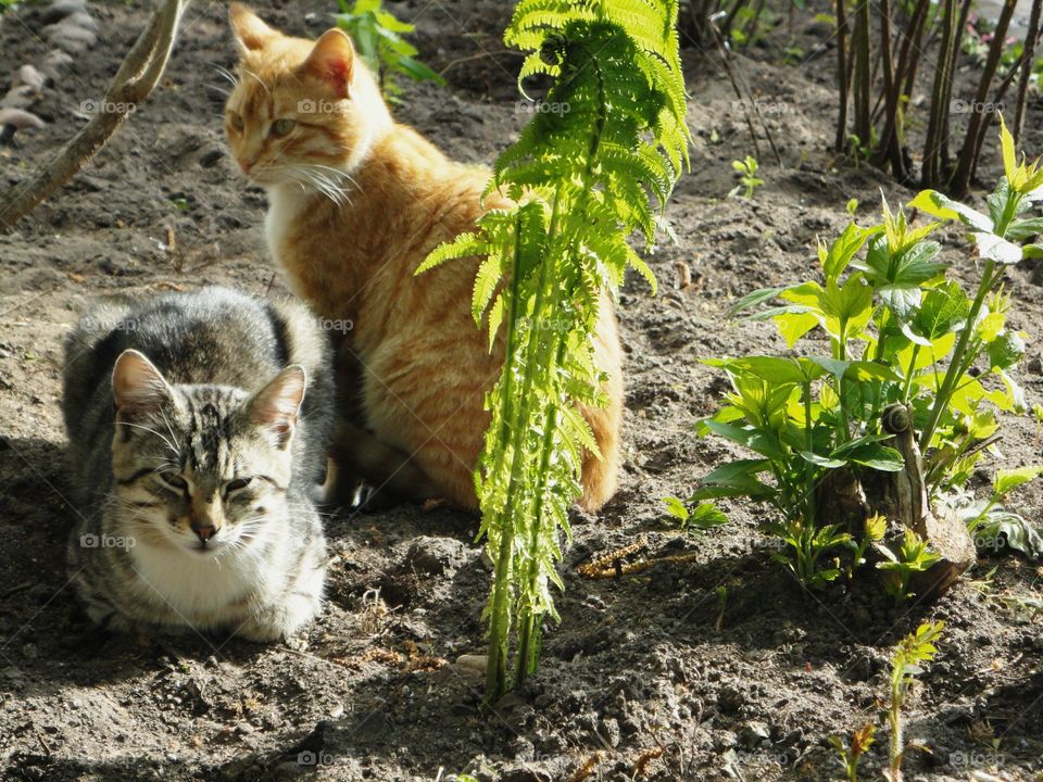 two cats resting