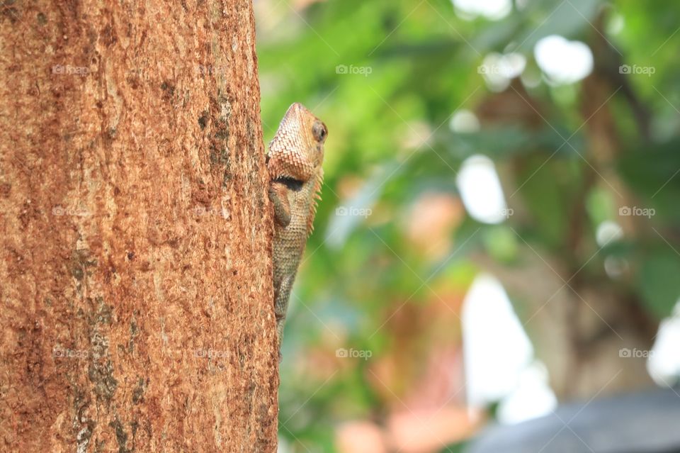 lizard in the park