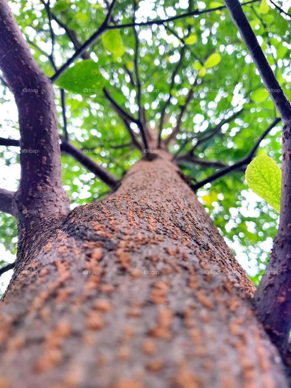 tree trunk