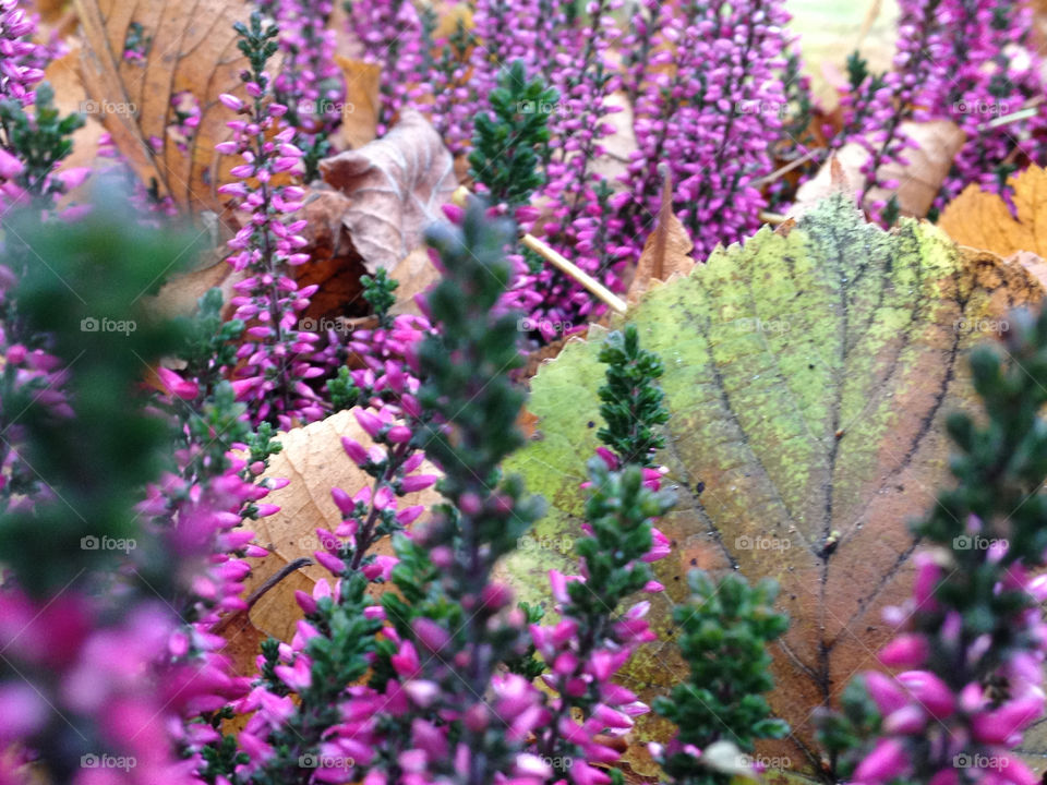 autumn leafs höst ljung by cabday