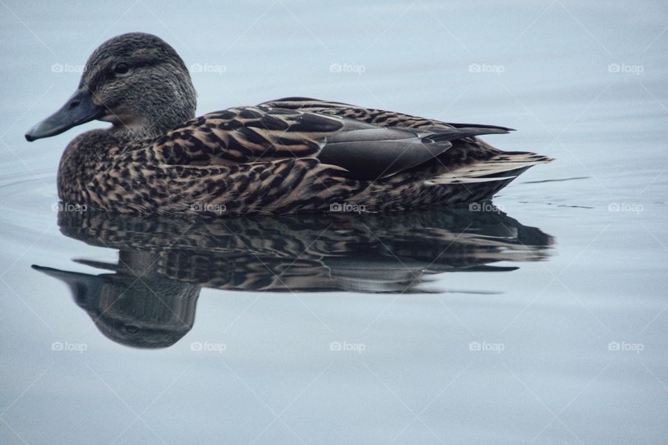 A swimming mallard