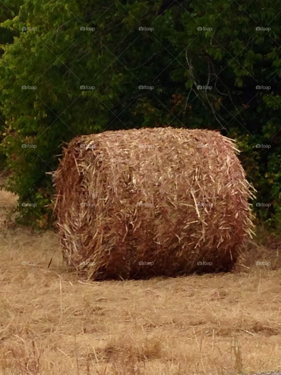 Hay Bale