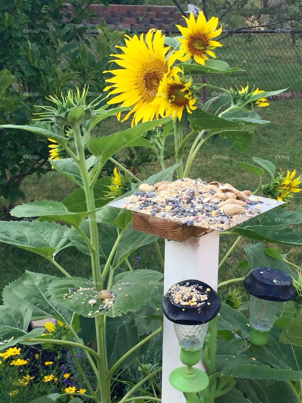 Birdseed and Sunflowers