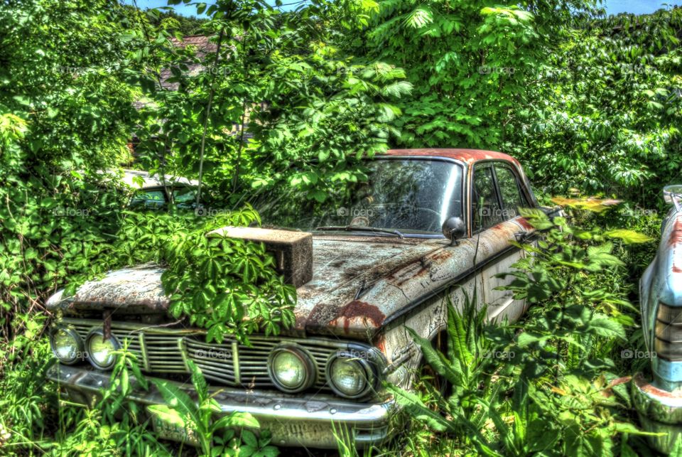 Nature takes over car