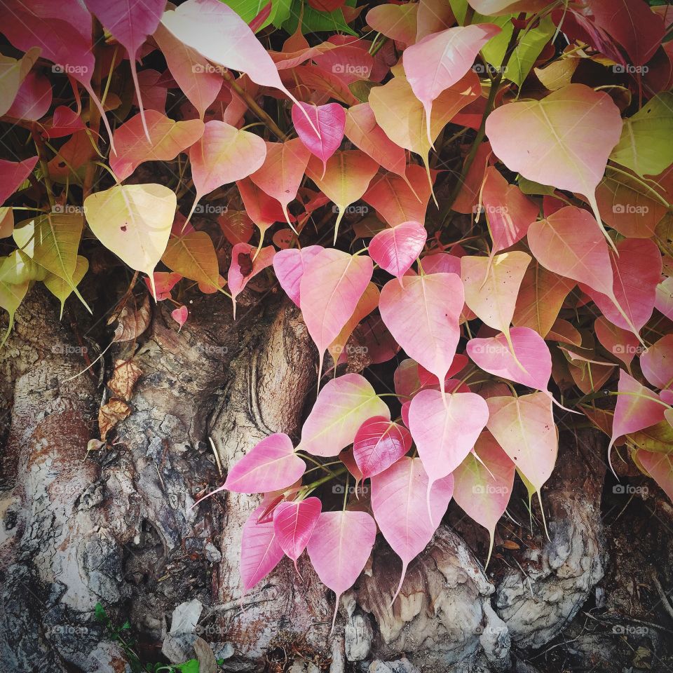 Pink leaves