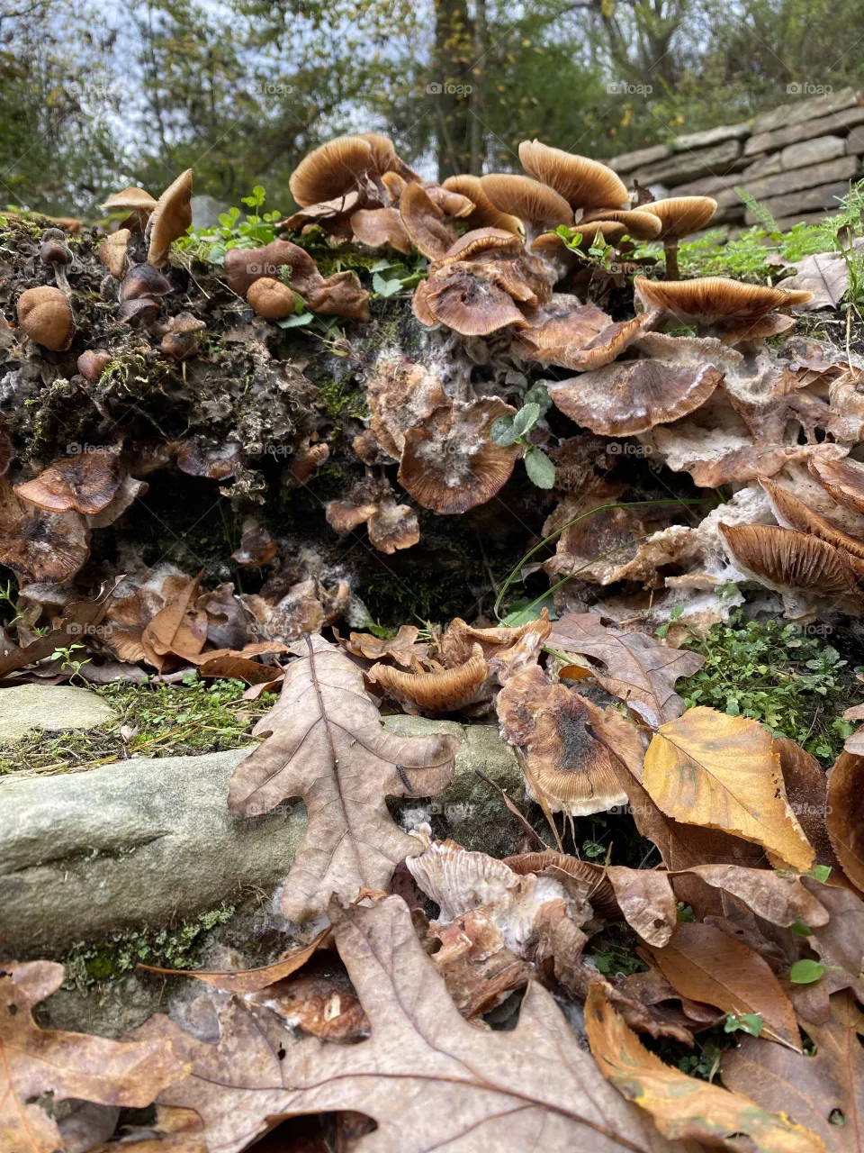 Mushroom fields 