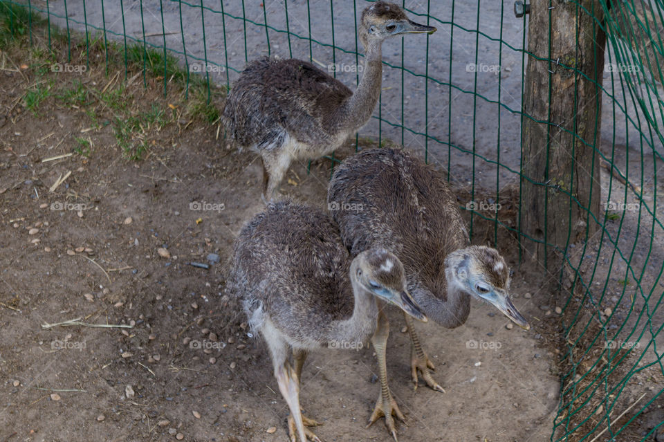 Three emu babies facing a fence