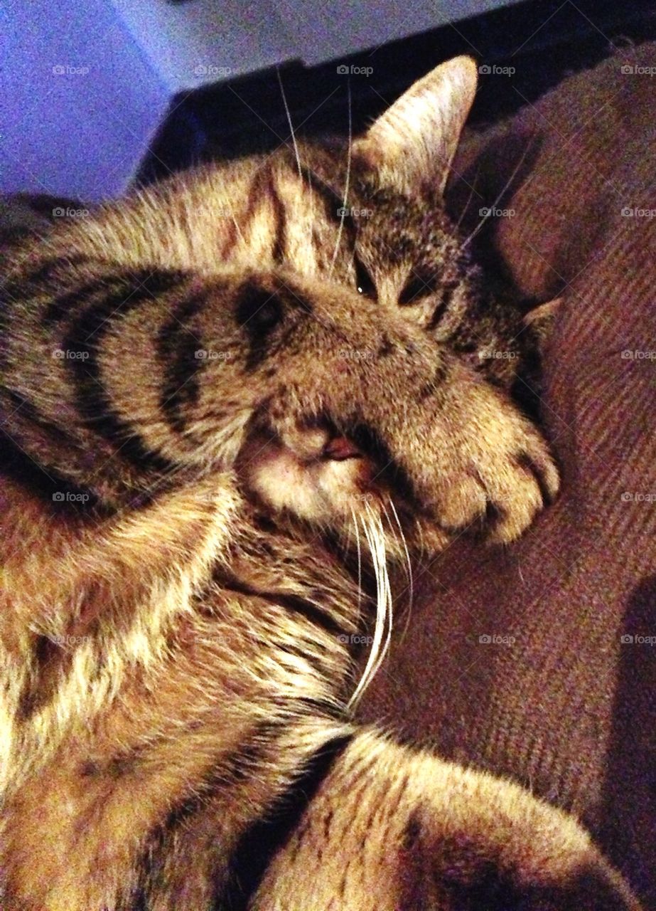 cute cat playing peek a boo