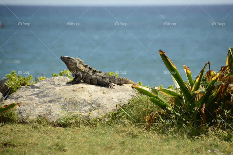 Ein Leguan beim Sonnenbaden auf einem Felsen.