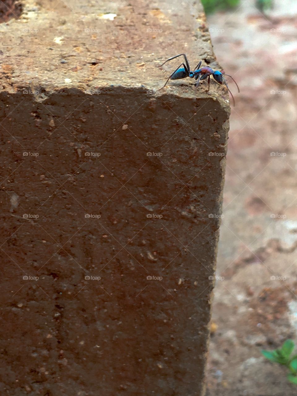 Large worker ant foraging on top edge of brick outdoors closeup
