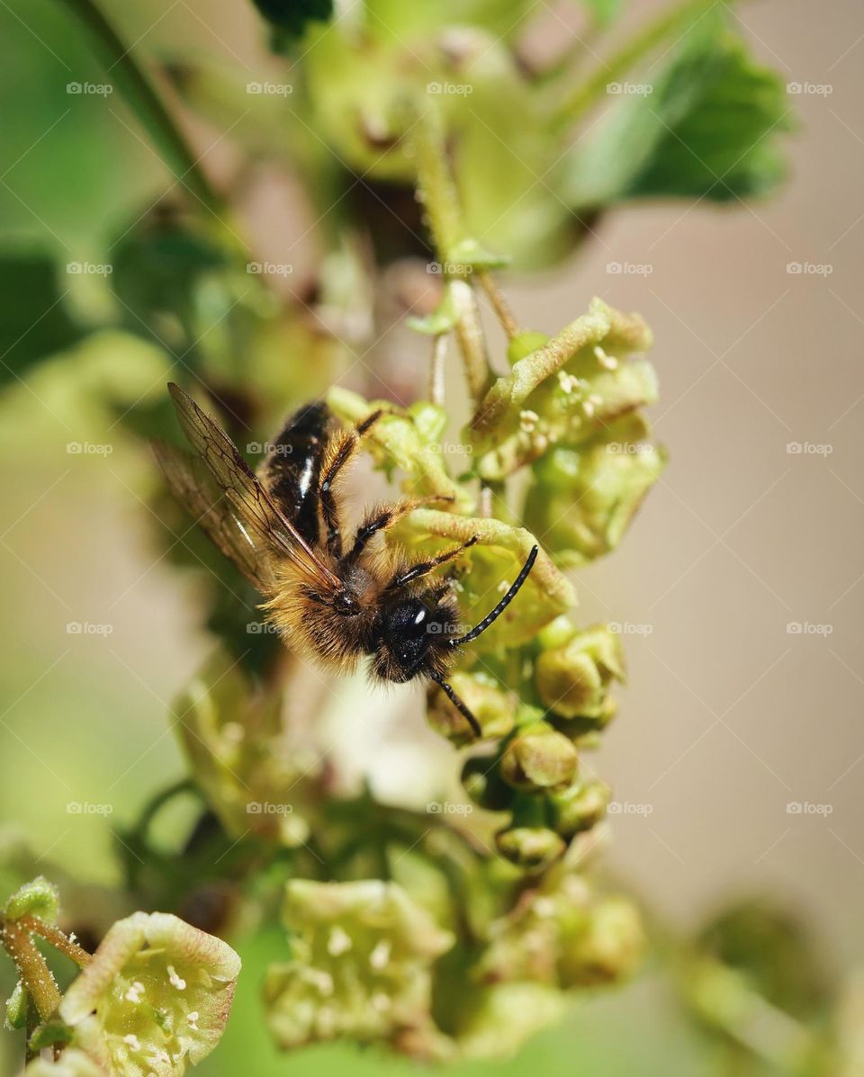 Wildbee searching for nectar on white currant blossoms