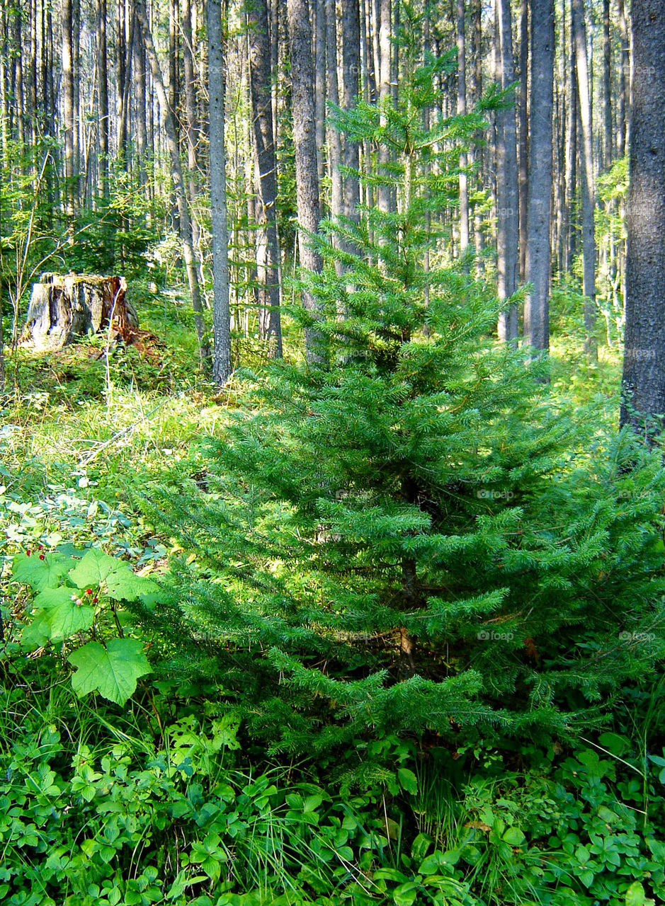 tree forest woods fir by refocusphoto