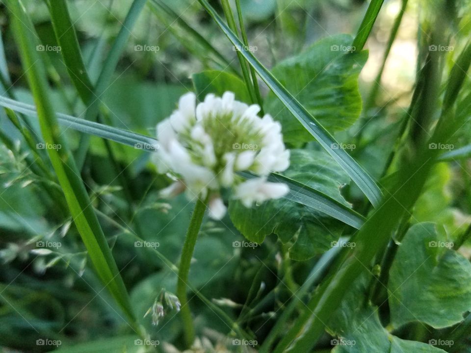 Grass- flower