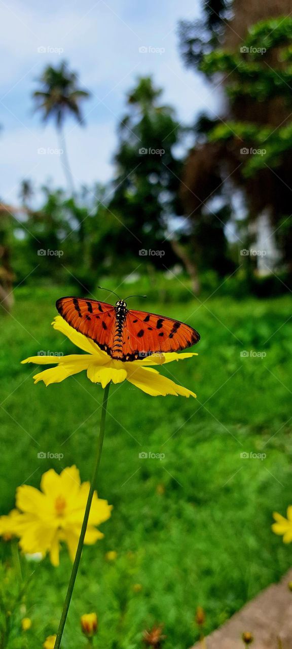 butterfly