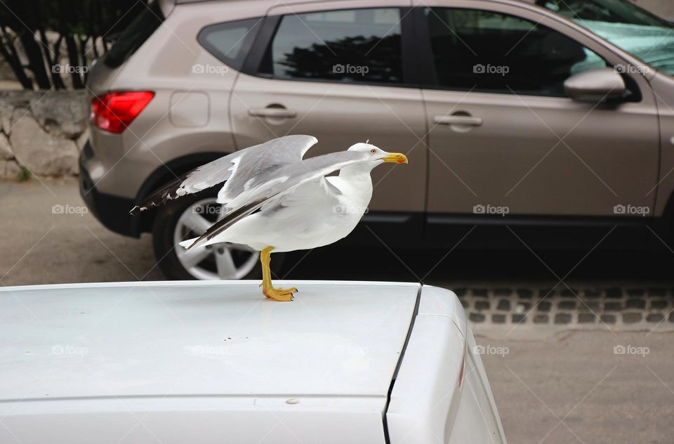 Seagull in traffic 😄