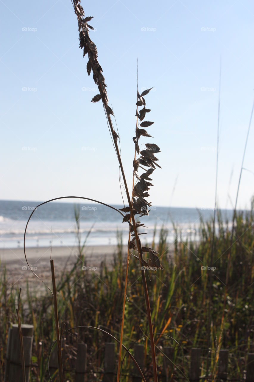 Spring at the beach