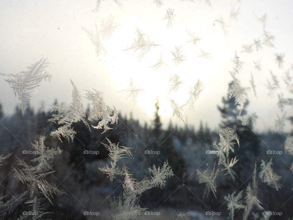 Sunlight and frost