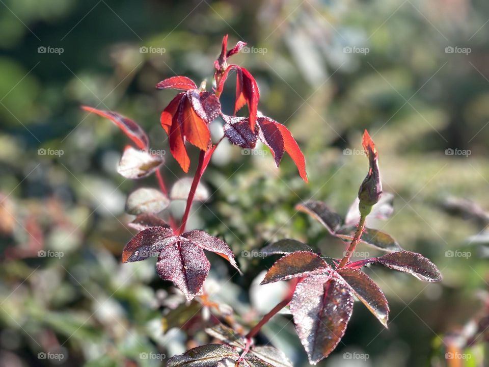 Fall’s colorful leaves 