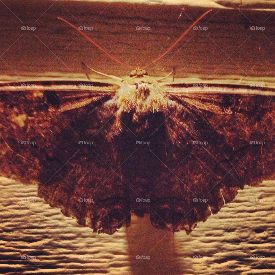 Giant moth