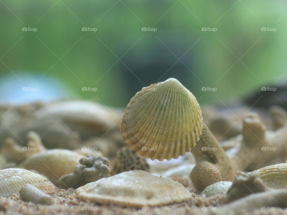 Scallop sea shells at beach