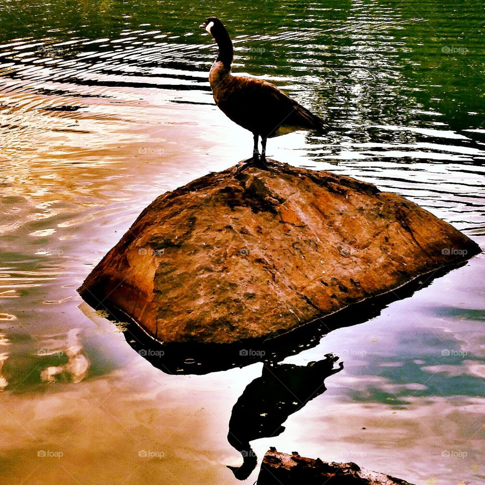 Bird in a pond. Shot in Prospect Park, Brooklyn NY