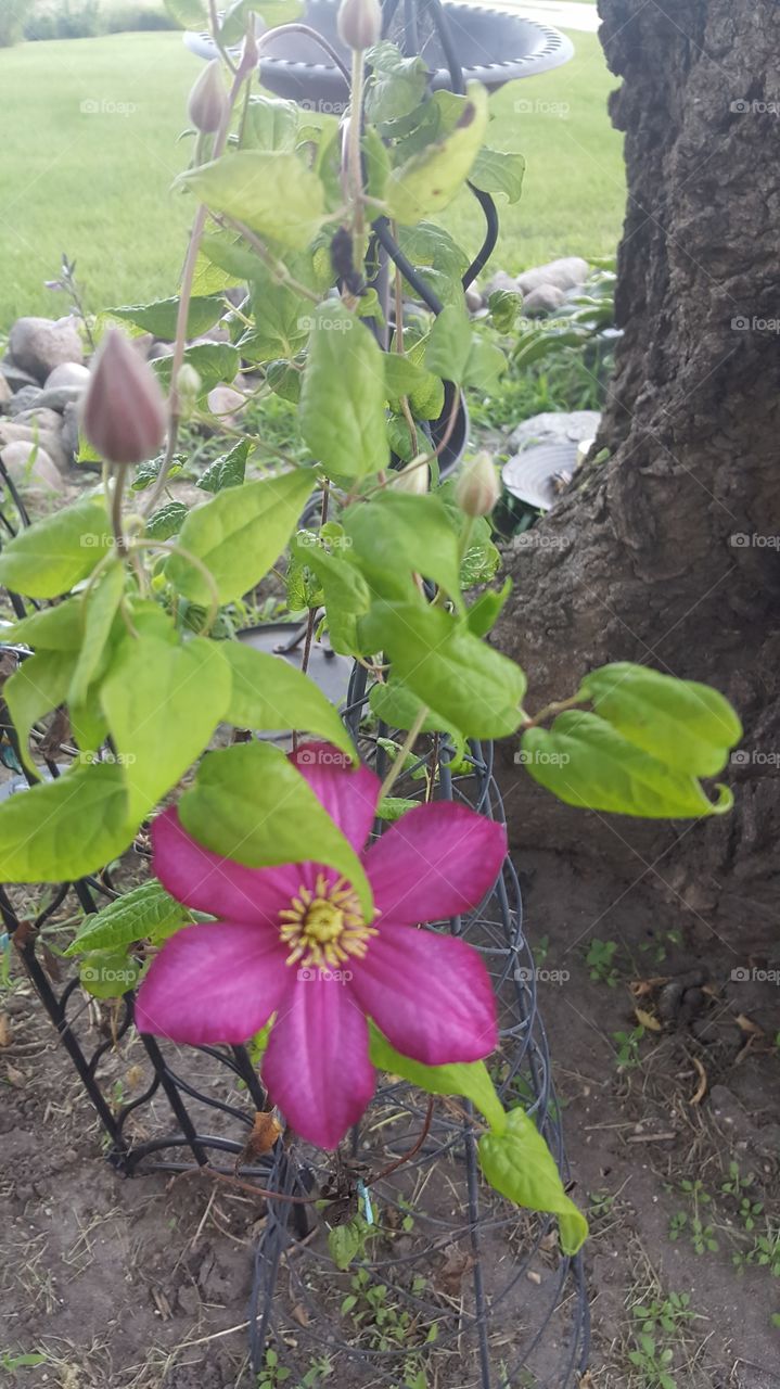 clematis in bloom