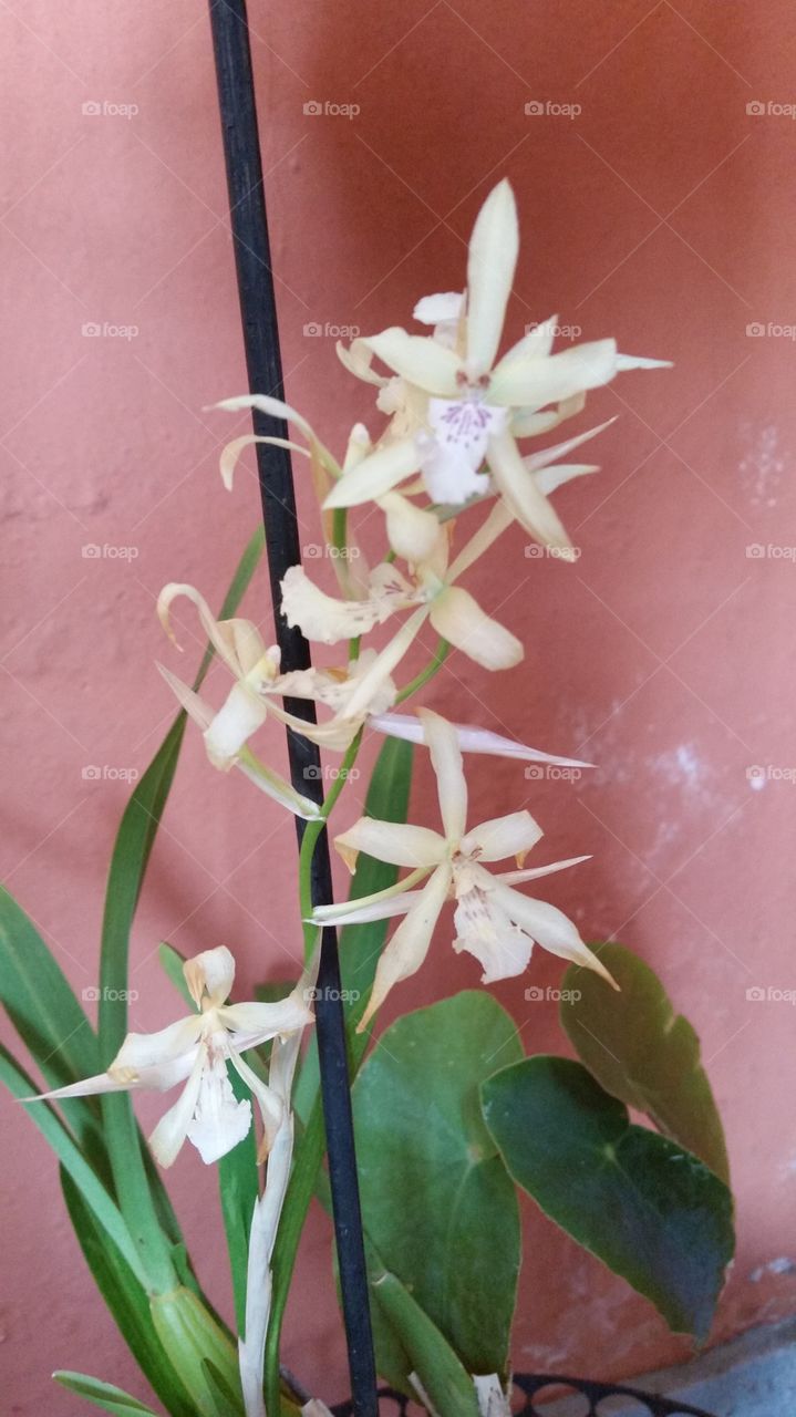 orquídea