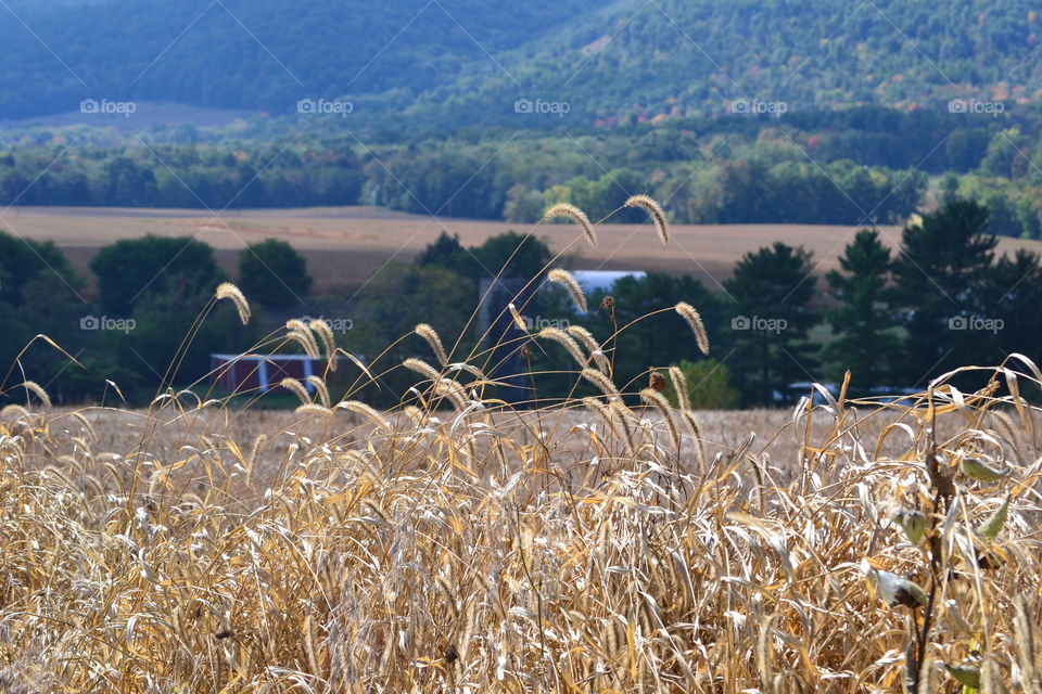 Farm Field in Pennsylvania.