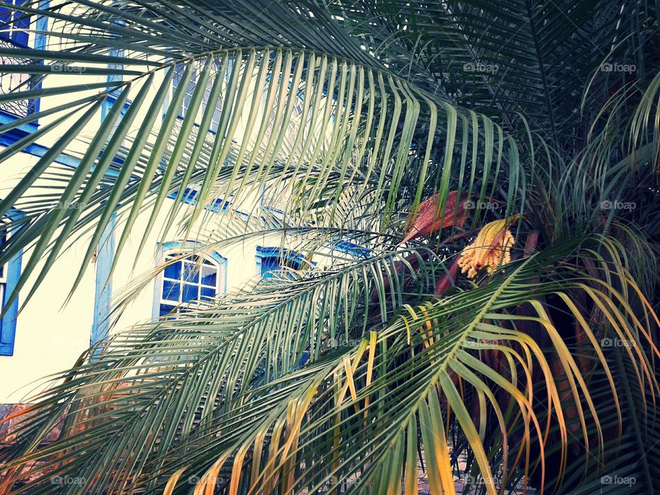 Through the Leaves I