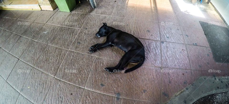 Mammal, No Person, Animal, Dog, Pet