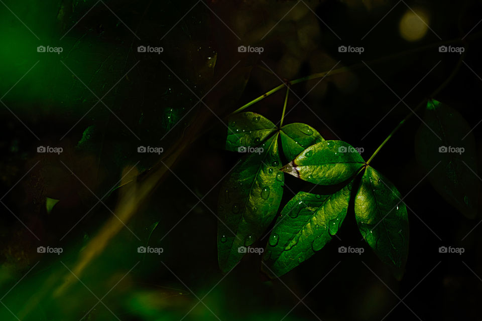 Green plants in darkness 