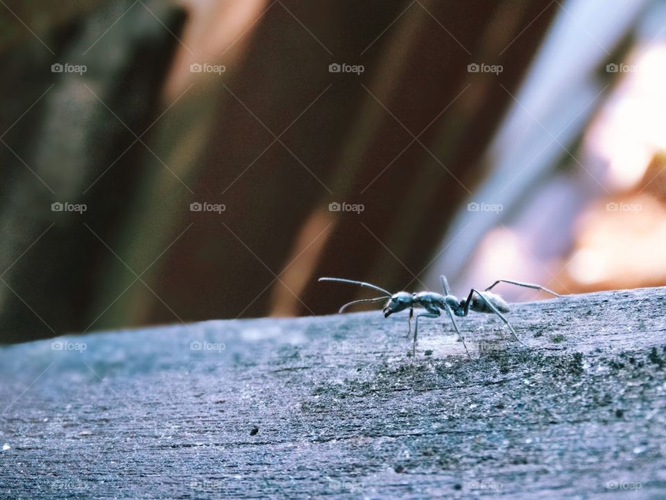 An ant