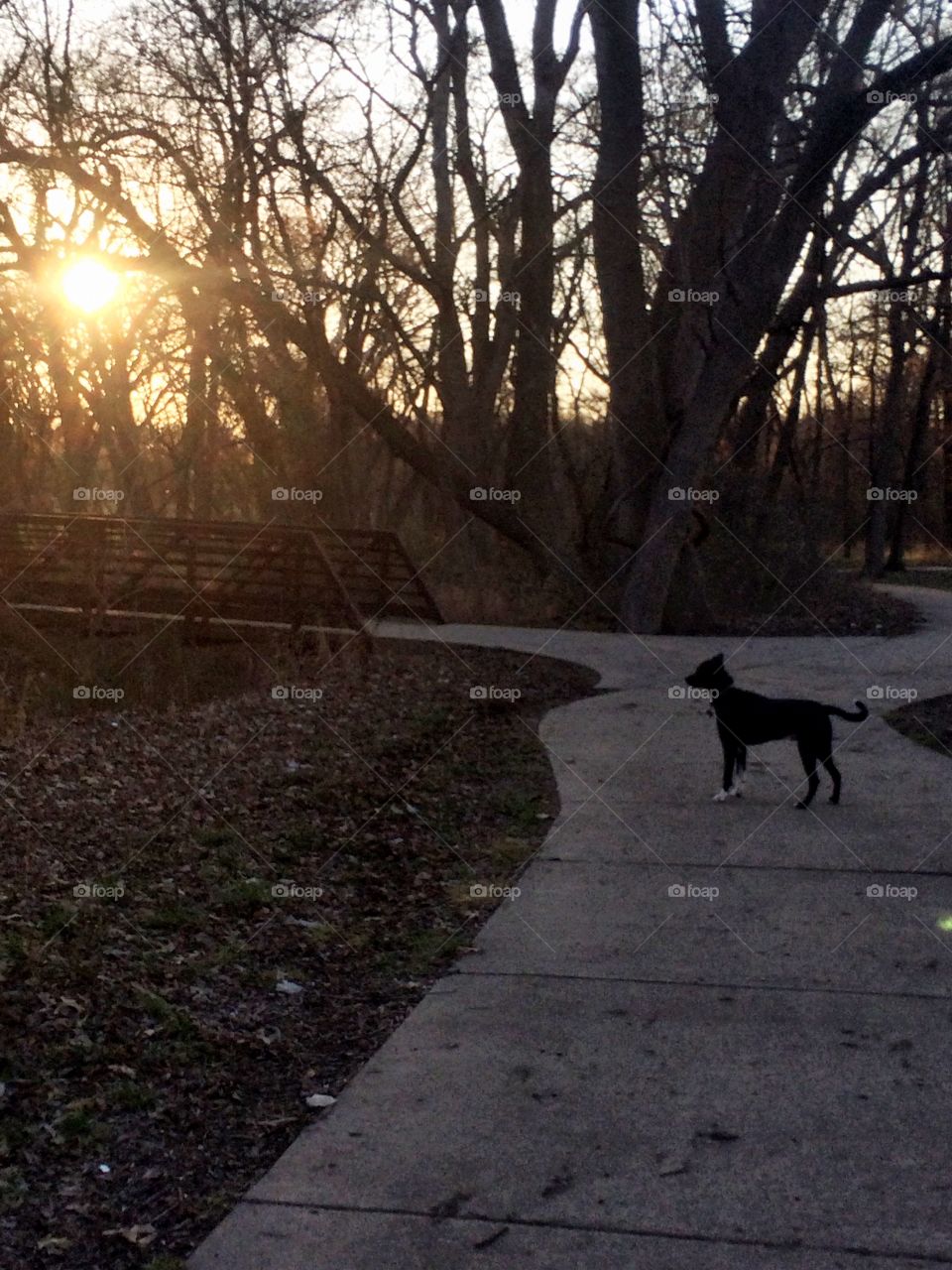 A dog looking towards the autumn sunset before crossing a bridge in a wooded park.