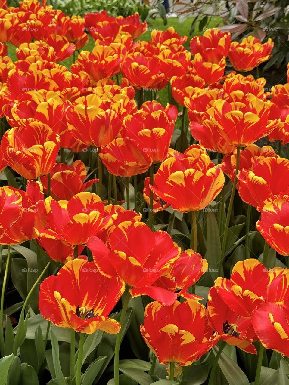 tulips