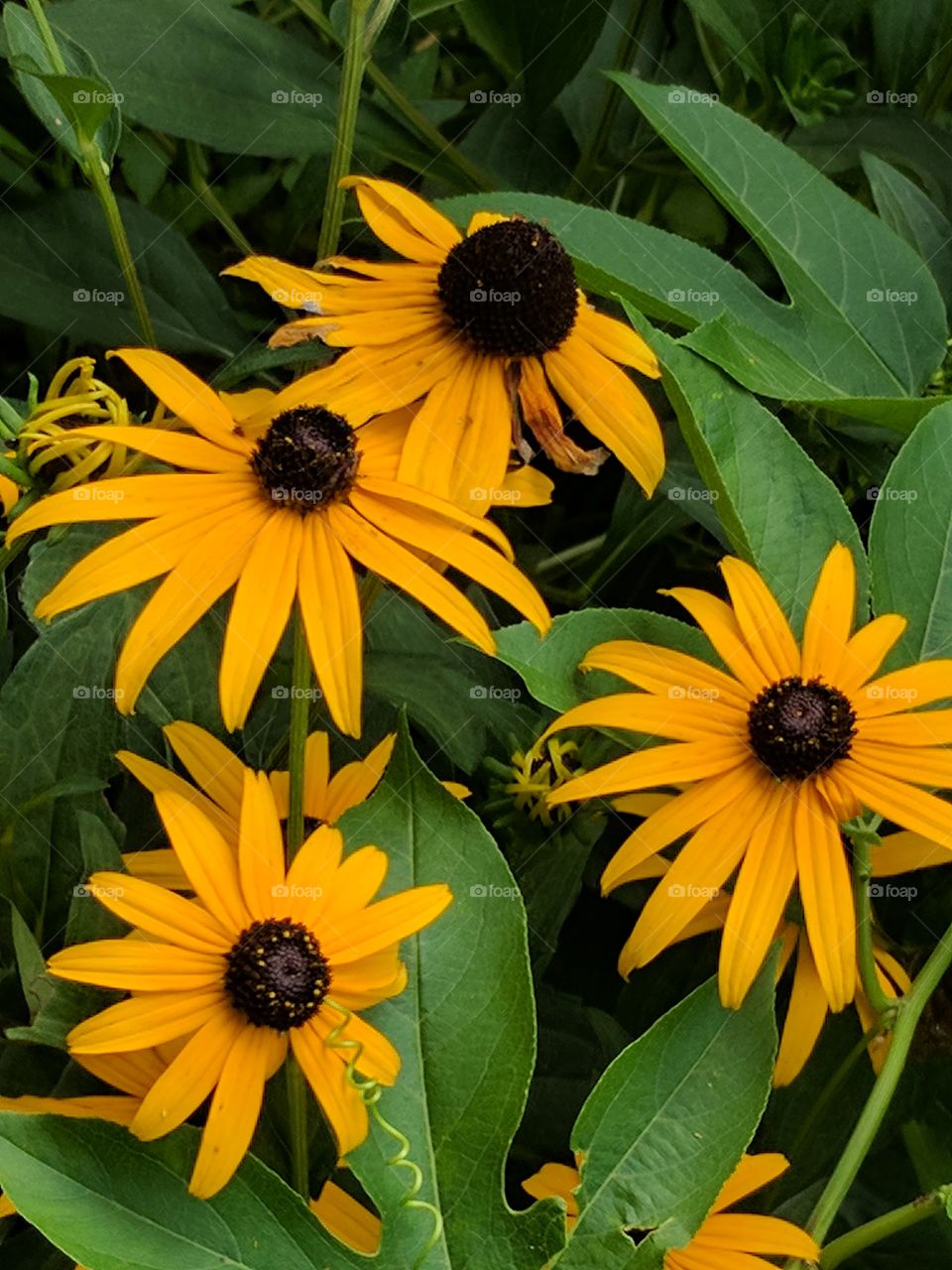 lovely black eyed Susan's