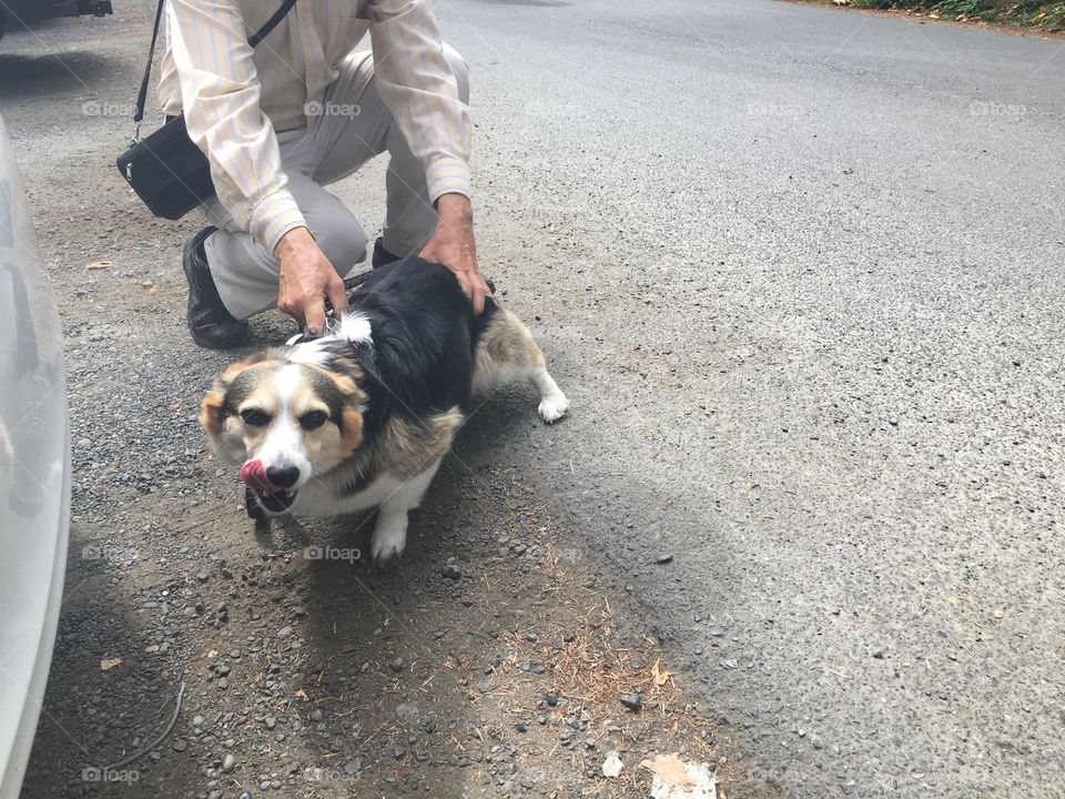 Smart and beautiful dog ready to have  fun