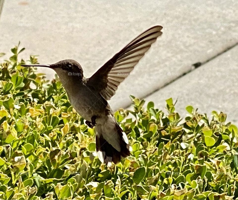 Humming bird in flight 