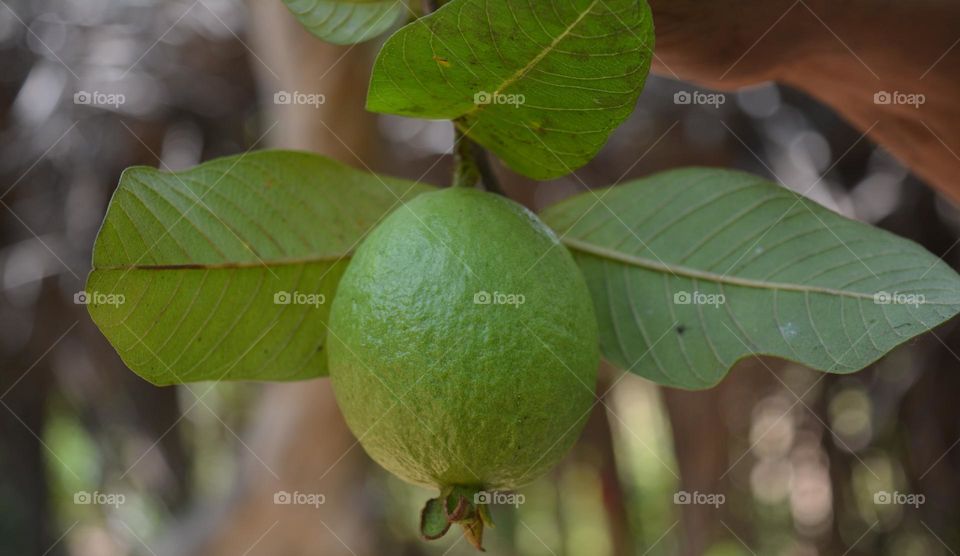 delicouse green guava  fruit  with leafs