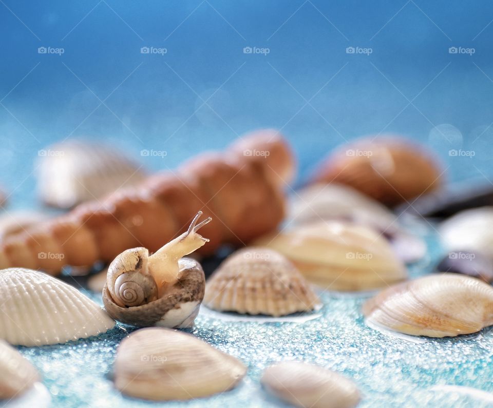 Snail and seashells 