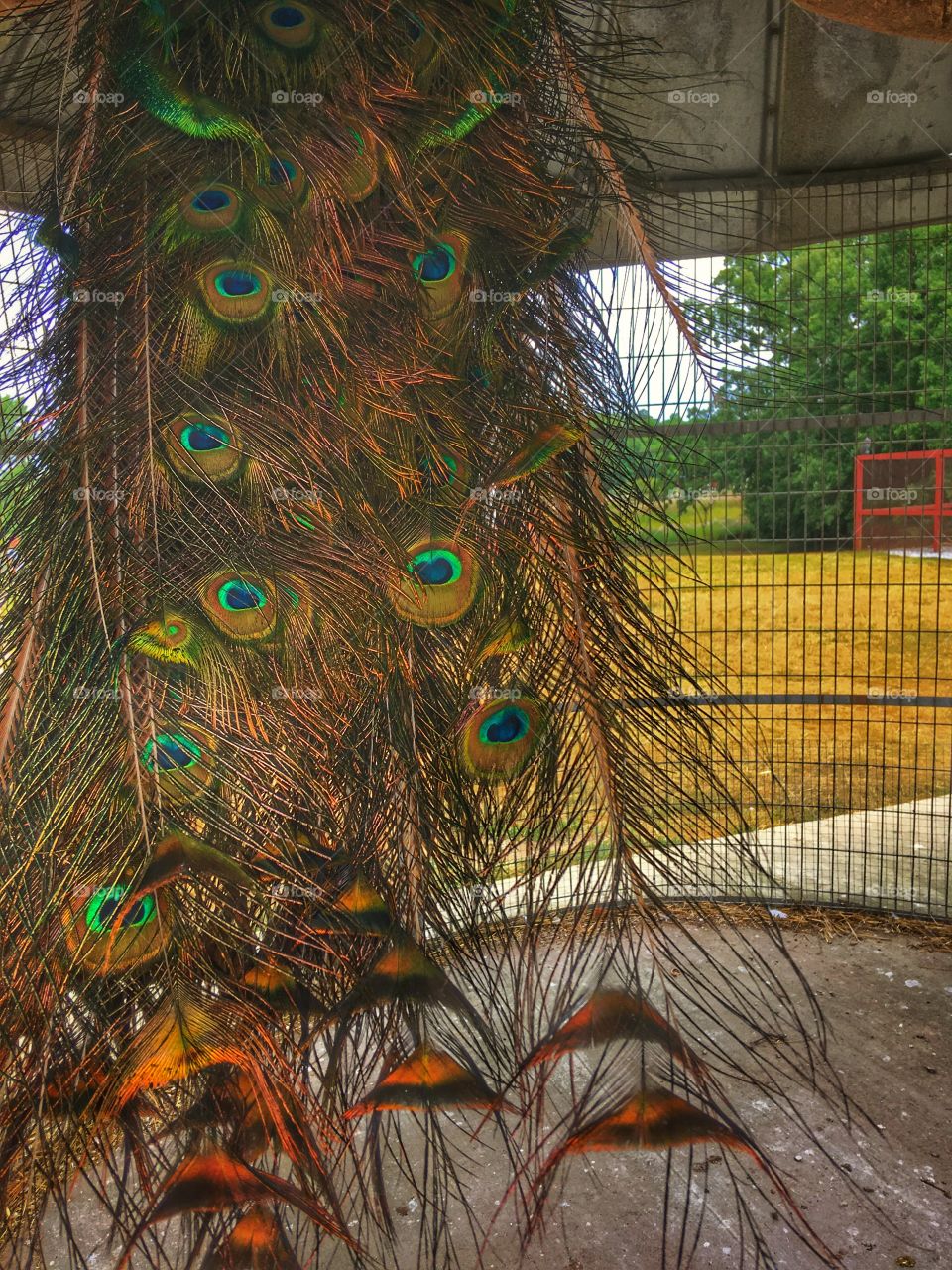 Peacock Tail Feathers