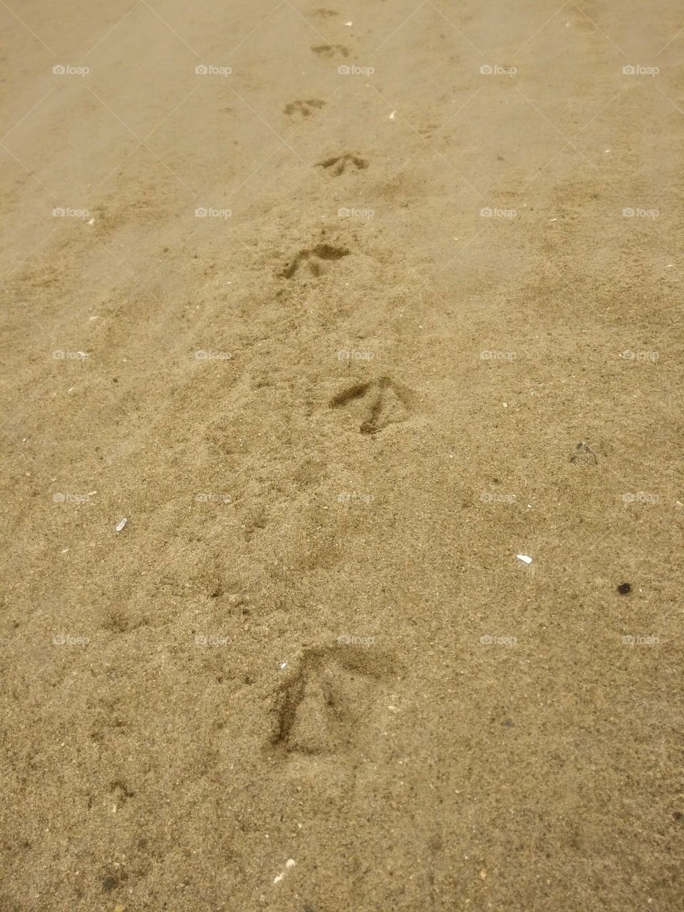 Bird footprint in the sand