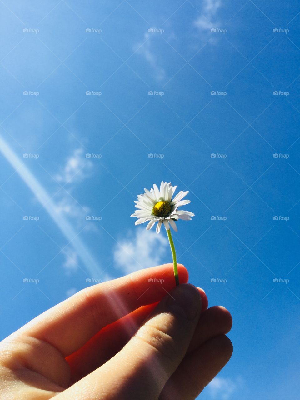 This is a photo of a daisy and the sky is the background. There is a beam of sun comping from the left.
