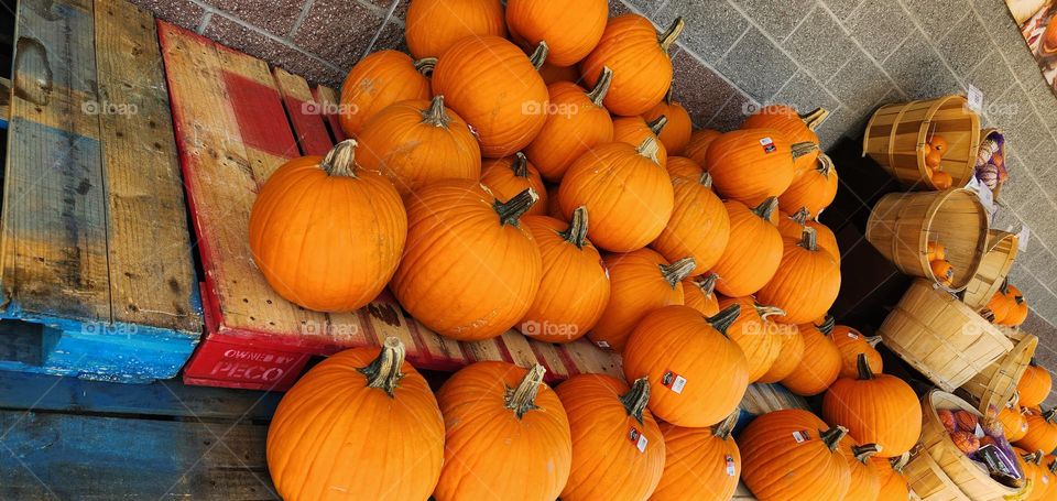 bright orange pumpkins stacked up on wood pallets for sale outside an Oregon market at the beginning of Autumn