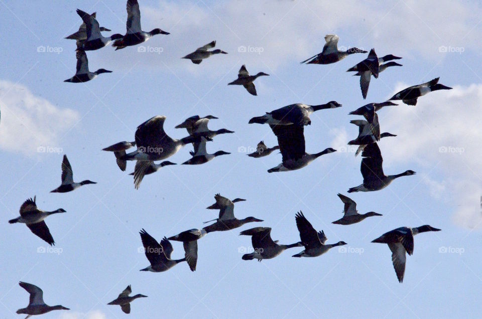 Migration of geese