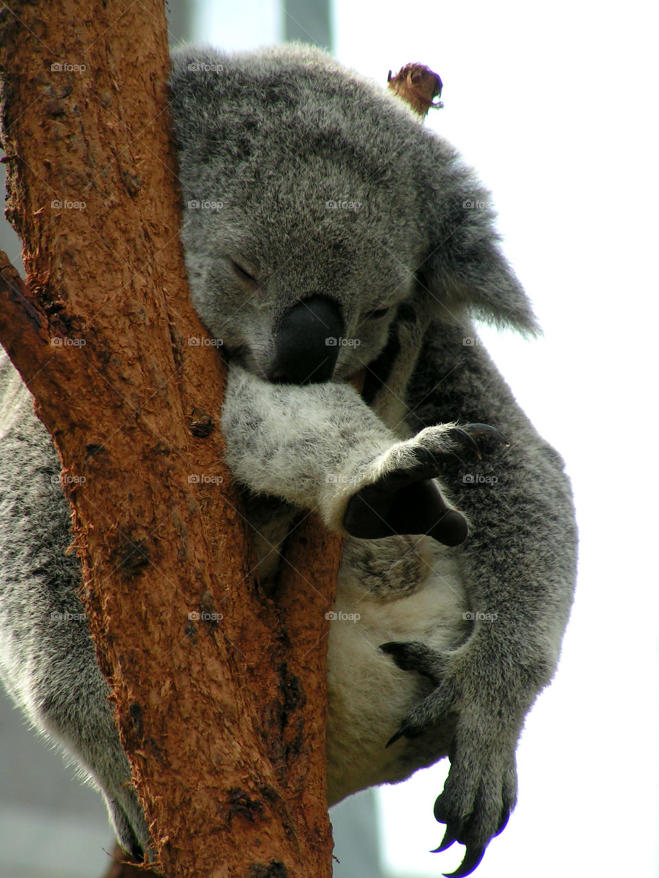 Sleeping koala close-up