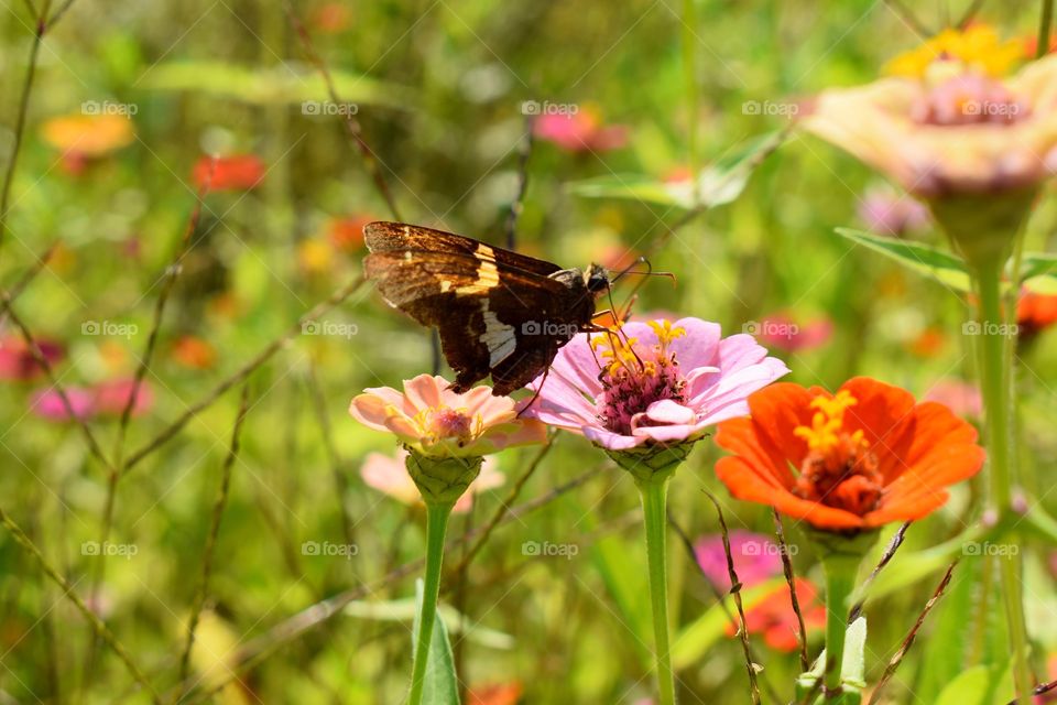 Butterfly and flowers