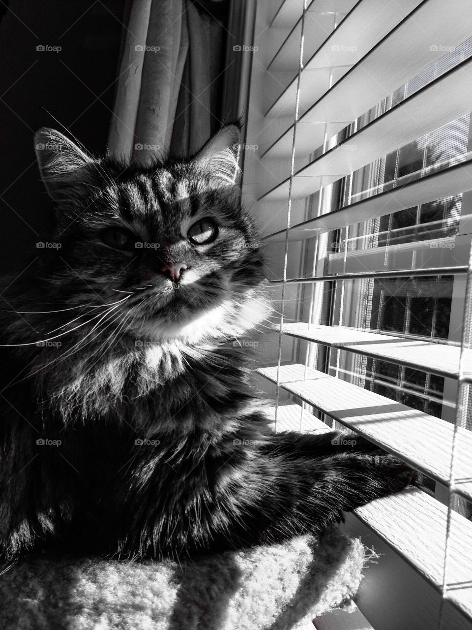 Long-haired cat in front of a window with Paws on the blind in black-and-white
