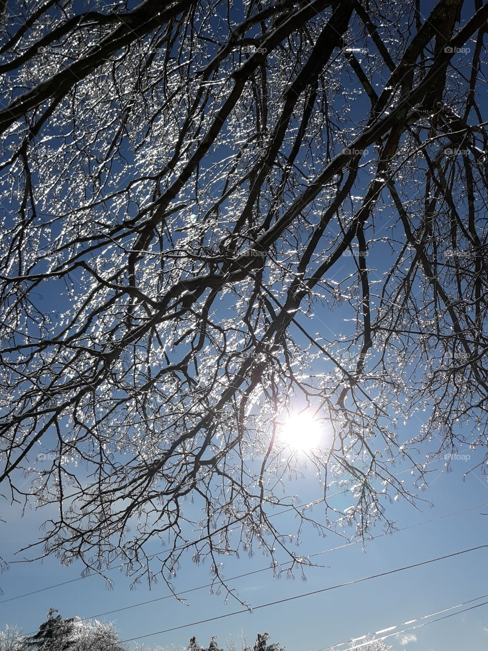 sunlit branches